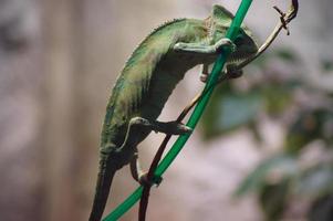 Chameleon on a branch on a blurry background photo