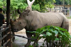 A closeup photo of a rhinoceros