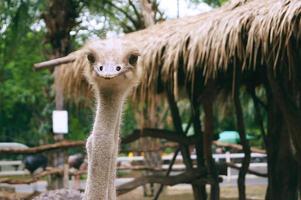 Closeup photo of an ostrich