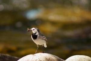 un pájaro sobre una piedra sobre un fondo paisajístico foto