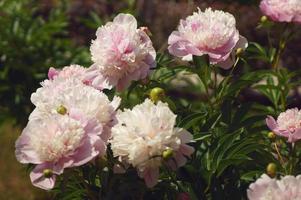 hermosas flores silvestres enfoque selectivo foto de alta calidad