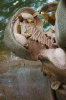 A closeup photo of a hippo