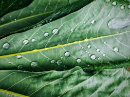 retrato de la planta de mandioca con cámara de teléfono inteligente, que muestra la temporada de lluvias en los trópicos, la cutícula en las hojas y las gotas de agua en las hojas. foto