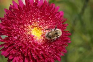 hermosa flor de jardín con abeja enfoque selectivo foto de alta calidad