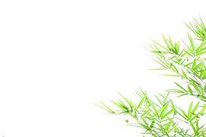 Fresh and grenn bamboo leaves background photo