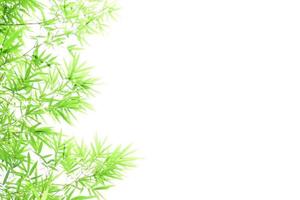 Fresh and grenn bamboo leaves background photo