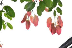 fondo de ramas y árboles de hojas naturales. foto