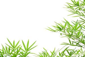 Fresh and grenn bamboo leaves background photo