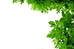 natural leaves branches and trees background. photo