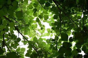 natural leaves branches and trees background. photo