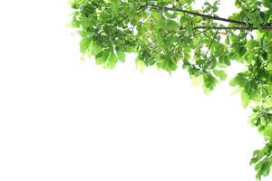 natural leaves branches and trees background. photo