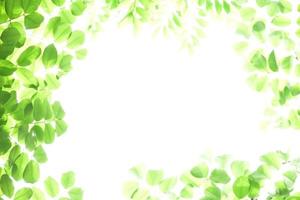 Fresh and grenn bamboo leaves background photo