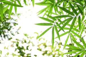 Fresh and grenn bamboo leaves background photo