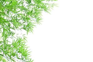 Fresh and grenn bamboo leaves background photo