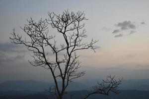 Dry trees against a mountain backdrop in the morning of the day. photo