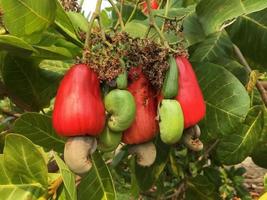 Asian ripe cashew apple fruits hanging on branches ready to be harvested by farmers. Soft and selective focus. photo