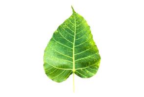 Isolated ficus religiosa leaf with clipping paths. photo