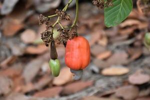 Asian ripe cashew apple fruits hanging on branches ready to be harvested by farmers. Soft and selective focus. photo