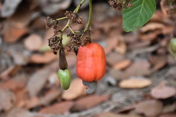 Cashew Fruit Stock Photos, Images and Backgrounds for Free Download