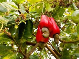 Asian ripe cashew apple fruits hanging on branches ready to be harvested by farmers. Soft and selective focus. photo