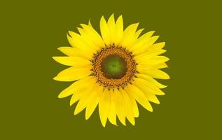 Isolated single sunflower with clipping paths. photo