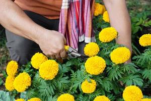 Asian middle aged man is relaxing with his free time by using his taplet to take photos and to store the growing data beside the vegetable beds in the backyard of his house. Soft and selective focus.