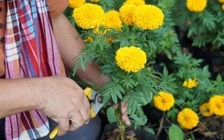 Asian middle aged man is relaxing with his free time by using his taplet to take photos and to store the growing data beside the vegetable beds in the backyard of his house. Soft and selective focus.