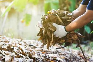 Closeup view of asian male doing the compost from rotten and dry leaves which fell down under the trees in the backyard of his house, soft and selective focus. photo