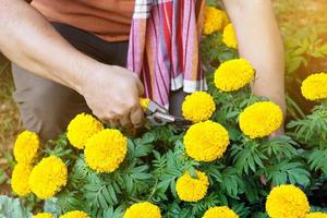 Asian middle aged man is relaxing with his free time by using his taplet to take photos and to store the growing data beside the vegetable beds in the backyard of his house. Soft and selective focus.