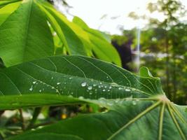 portrait of cassava plant with smartphone camera, showing the rainy season in the tropics, the cuticle on the leaves and water drops on the leaves.