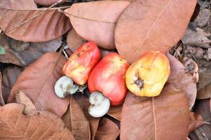 Asian ripe cashew apple fruits hanging on branches ready to be harvested by farmers. Soft and selective focus. photo