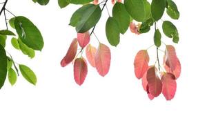 natural leaves branches and trees background. photo