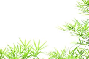 Fresh and grenn bamboo leaves background photo