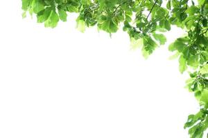 natural leaves branches and trees background. photo