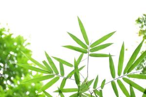 Fresh and grenn bamboo leaves background photo