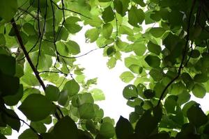 natural leaves branches and trees background. photo