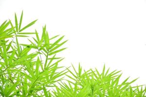 Fresh and grenn bamboo leaves background photo