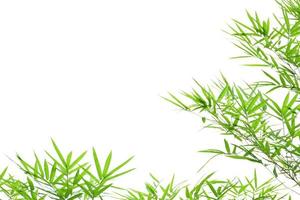 Fresh and grenn bamboo leaves background photo