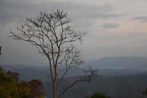 Dry trees against a mountain backdrop in the morning of the day. photo