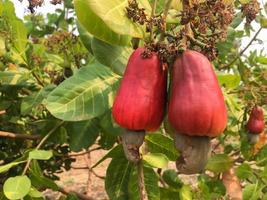 Asian ripe cashew apple fruits hanging on branches ready to be harvested by farmers. Soft and selective focus. photo