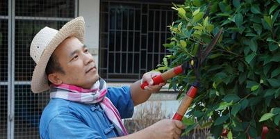 Asian middle aged man is using pruning shears to cut and look after the bush and ficus tree in his home area, Soft and selective focus, free times activity concept. photo