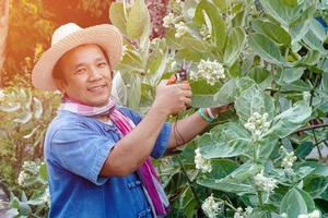 un hombre asiático de mediana edad está usando tijeras de podar para cortar y cuidar el arbusto y el ficus en su área de origen, enfoque suave y selectivo, concepto de actividad de tiempo libre. foto