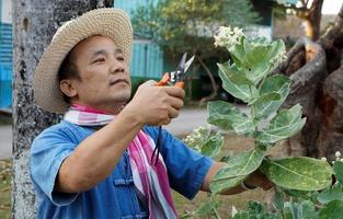 un hombre asiático de mediana edad está usando tijeras de podar para cortar y cuidar el arbusto y el ficus en su área de origen, enfoque suave y selectivo, concepto de actividad de tiempo libre. foto