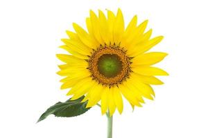 Isolated single sunflower with clipping paths. photo