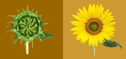 Isolated single sunflower with clipping paths. photo