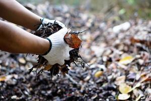 Closeup view of asian male doing the compost from rotten and dry leaves which fell down under the trees in the backyard of his house, soft and selective focus. photo