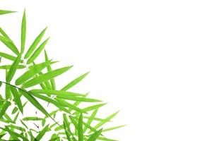 Fresh and grenn bamboo leaves background photo