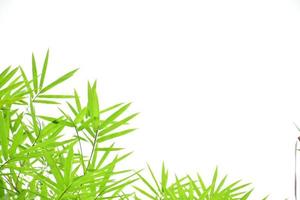 Fresh and grenn bamboo leaves background photo