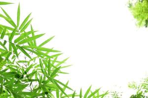 Fresh and grenn bamboo leaves background photo