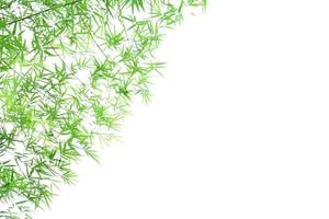 Fresh and grenn bamboo leaves background photo